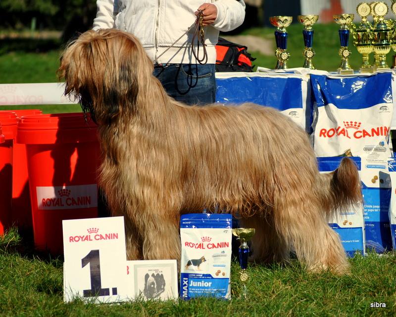 Jack Sparow Moravia Campanella