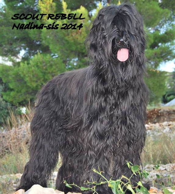 Scout Rebell Nadina-Sis