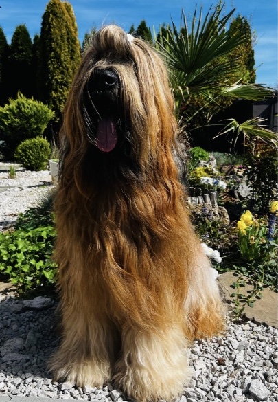 CASSINO Universe dog