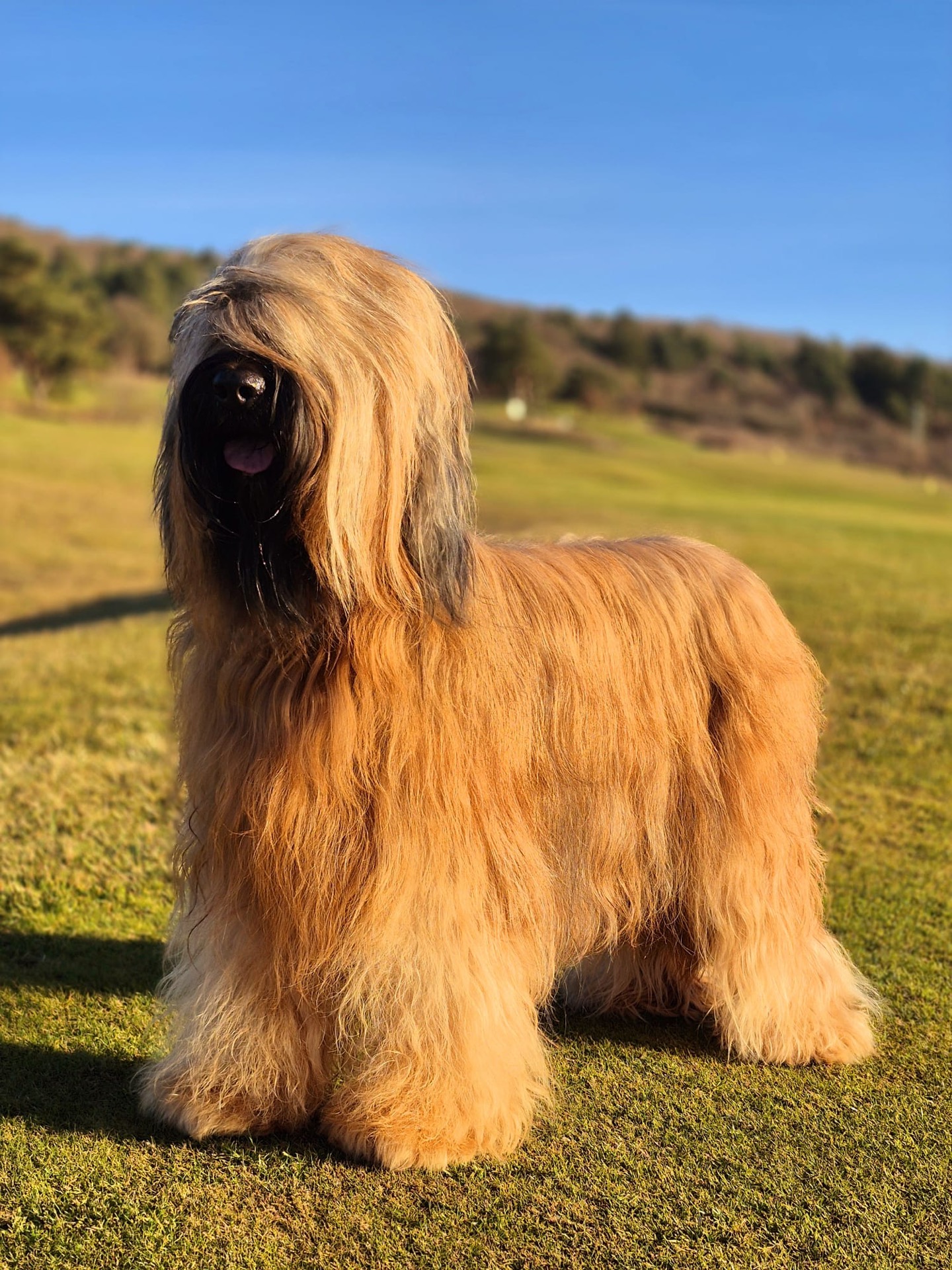 CARA MIA Universe dog