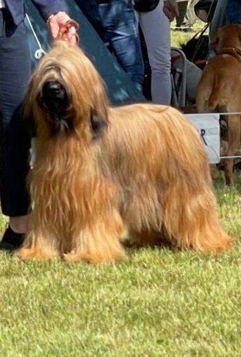  BAILLEYS Tequila puppy, Najlepšia sučka v exteriéri 2025