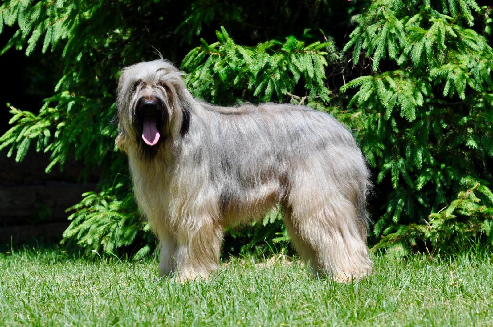 IGORIO AL- Mira de Brie, najlepší pes vo výkone 2025